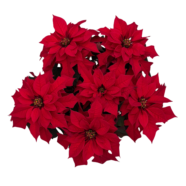 Poinsettia euphorbia pulcherrima 'Red Ribbons'