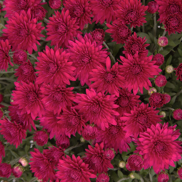 Mum chrysanthemum x morifolium 'Gabbie Purple'
