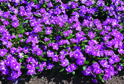Vinca catharanthus roseus