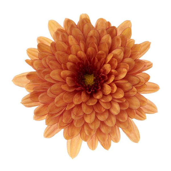 Mum chrysanthemum x morifolium 'Morgana Orange'