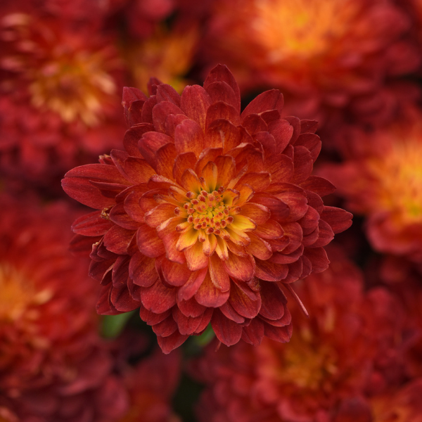 Mum chrysanthemum x morifolium 'Metrona Bronze'