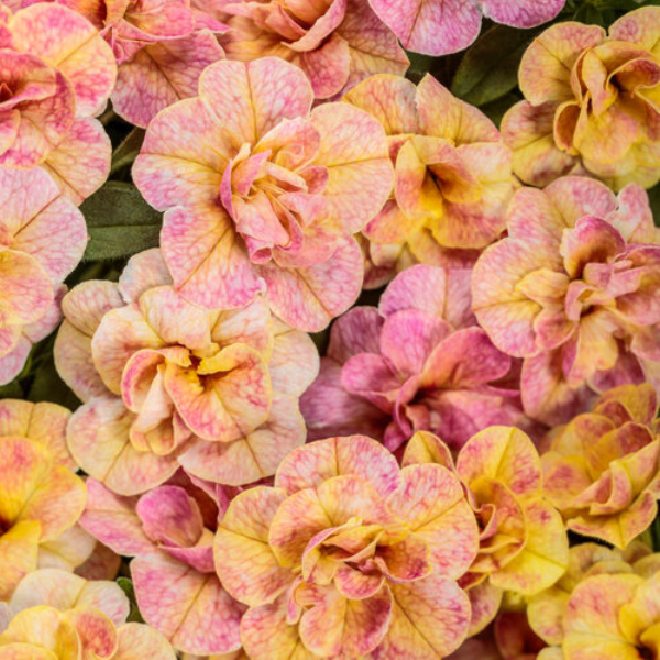 Calibrachoa hybrida 'Superbells Magic Double Grapefruit'