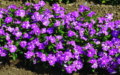 Vinca catharanthus roseus