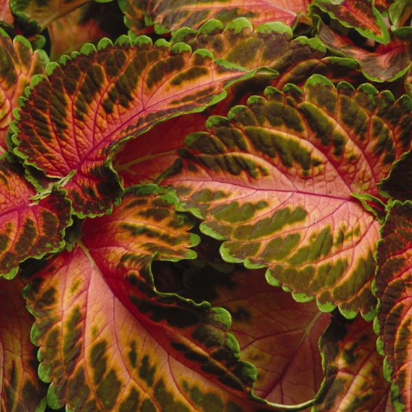 Coleus scutellarioides 'Wizard Coral Sunrise'