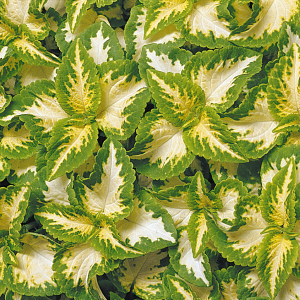 Coleus scutellarioides 'Wizard Jade'