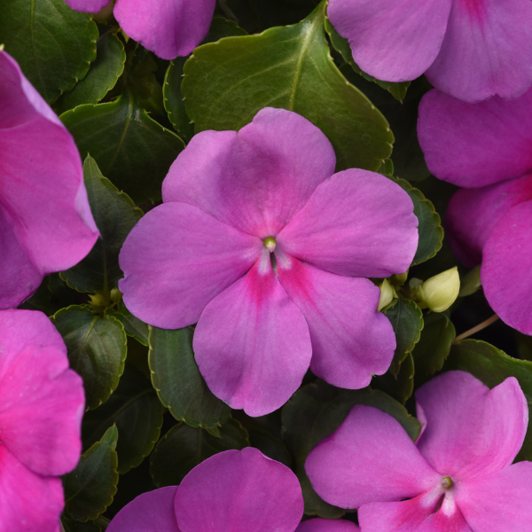 Impatiens walleriana 'Beacon Blue Pearl'