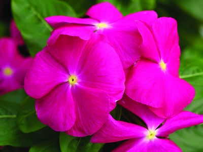 Vinca catharanthus roseus