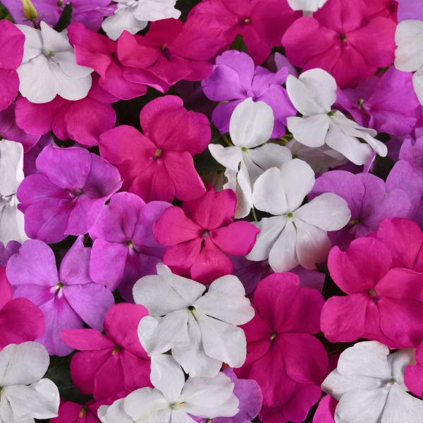 Impatiens walleriana 'Beacon Chicago Mix'