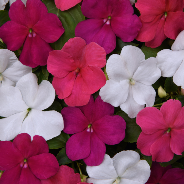 Impatiens walleriana 'Beacon Portland Mix'