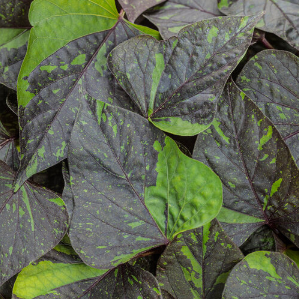 Ipomoea batatas 'Sweet Caroline Sweetheart Shadowstorm'