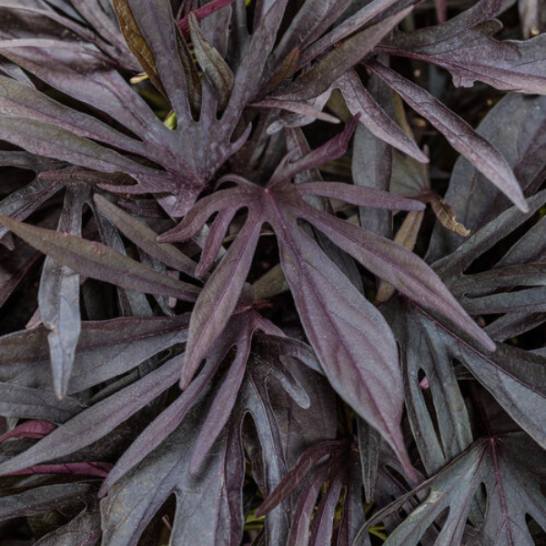 Ipomoea batatas 'Sweet Caroline Medusa Black'