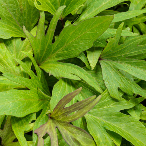 Ipomoea batatas 'Sweet Caroline Medusa Green'