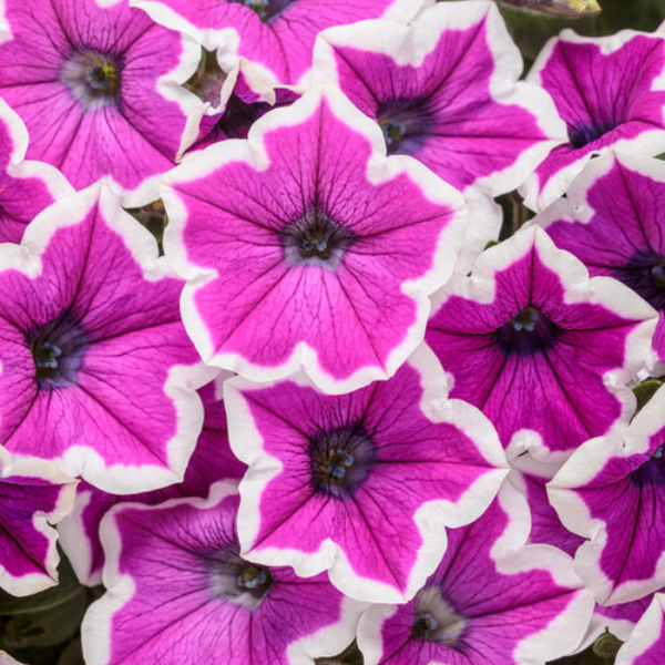 Petunia hybrida 'Supertunia Hoopla Vivid Orchid'