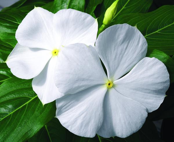 Vinca catharanthus roseus