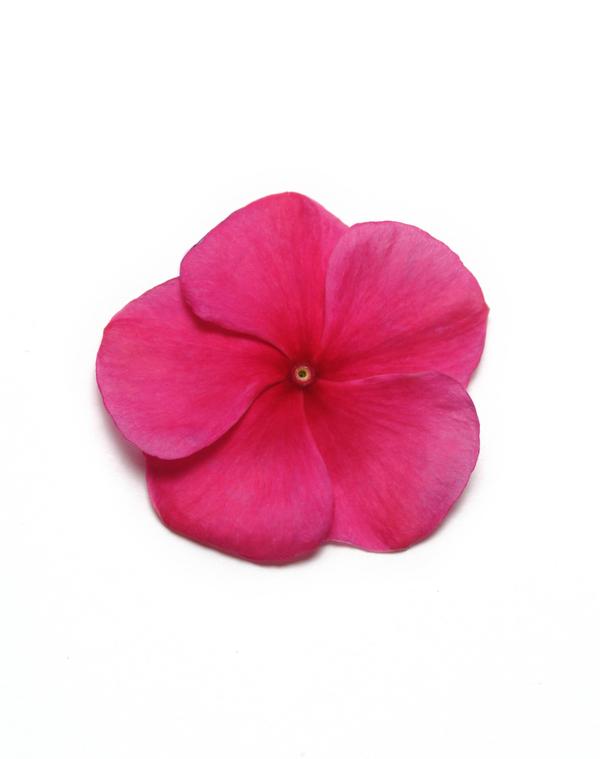 Vinca catharanthus roseus 'Pacifica Burgundy XP'