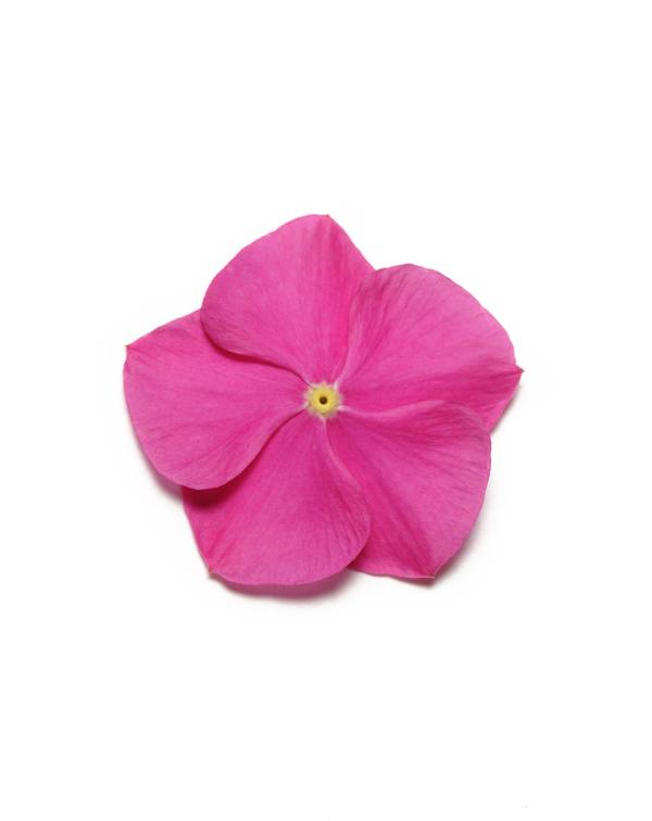 Vinca catharanthus roseus 'Pacifica Deep Orchid Xp'