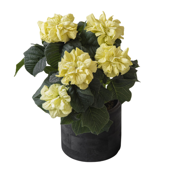 Poinsettia euphorbia pulcherrima 'Qismas Snowball'