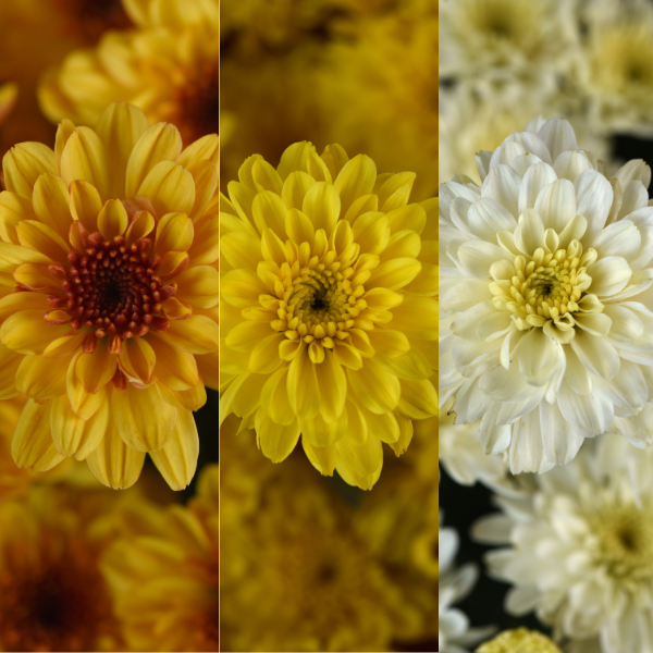 Mum Combo 'Combo #51'