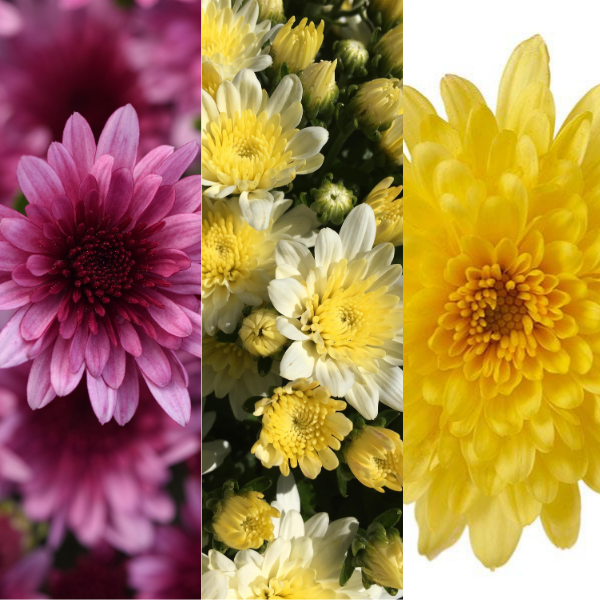 Mum Combo 'Combo #56'