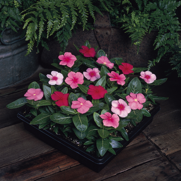 Vinca catharanthus roseus