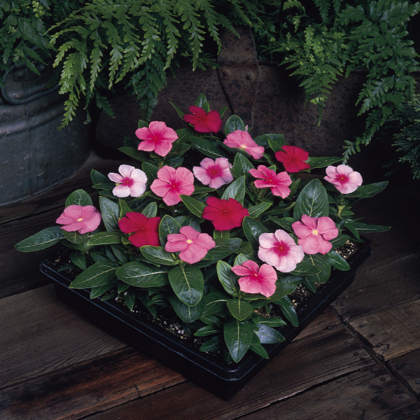 Vinca catharanthus roseus 'Pacifica Lipstick Mix Xp'