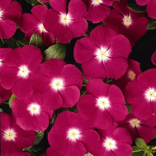 Vinca catharanthus roseus 'Pacifica Magenta Halo Xp'