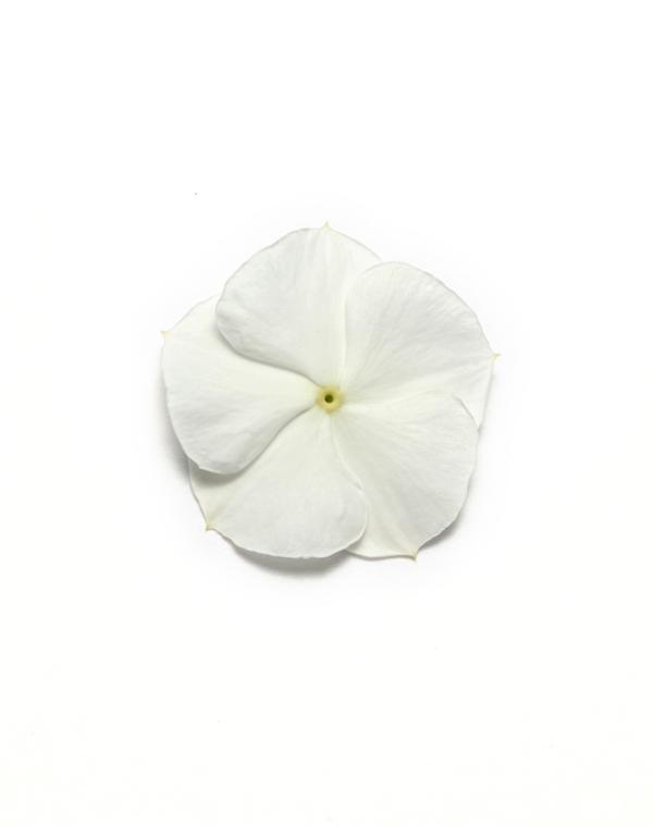 Vinca catharanthus roseus 'Pacifica White Xp'