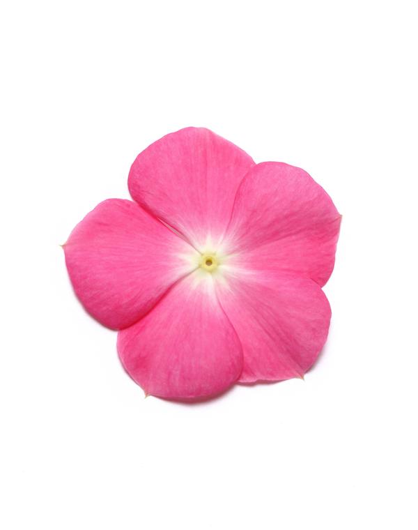 Vinca catharanthus roseus 'Pacifica Rose Halo Xp'