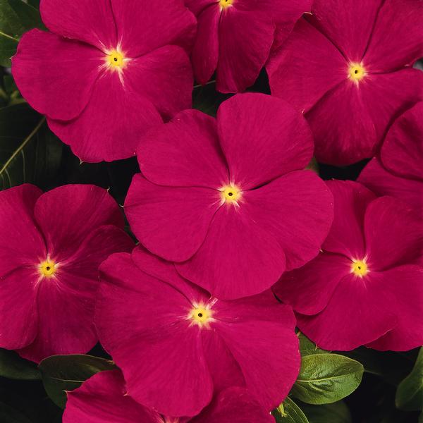 Vinca catharanthus roseus 'Titan Rose'