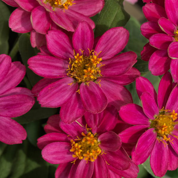 Zinnia hybrida 'Profusion Cherry'