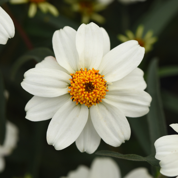 Zinnia angustifolia 'Star White'