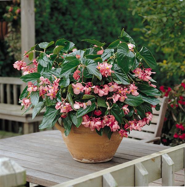 Begonia hybrida 'Dragon Wing Pink'