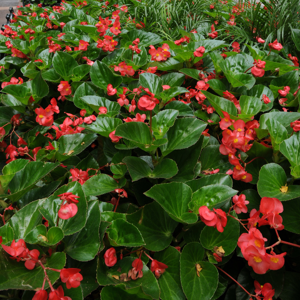 Begonia hybrida 'Dragon Wing Red'