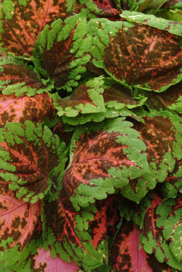 Coleus scutellarioides 'Kong Salmon Pink'