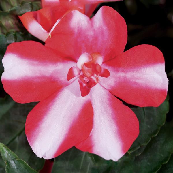 Double Impatiens walleriana 'Silhouette Red Star'