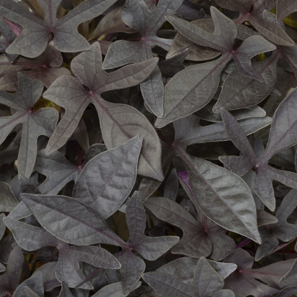 Ipomoea batatas 'Sidekick Black'