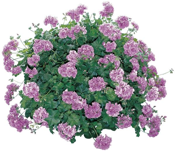 Geranium Ivy pelargonium peltatum