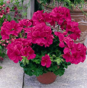 Geranium Interspecific pelargonium interspecific 'Caliente Rose'