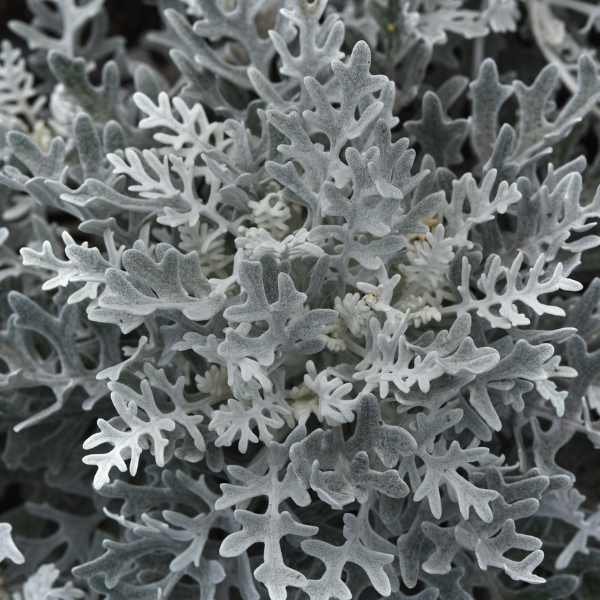 Dusty Miller senecio cineraria 'Silver Dust'