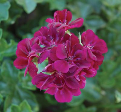 Geranium Ivy pelargonium peltatum