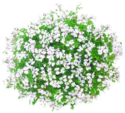 Geranium Ivy pelargonium peltatum 'Cascade White'