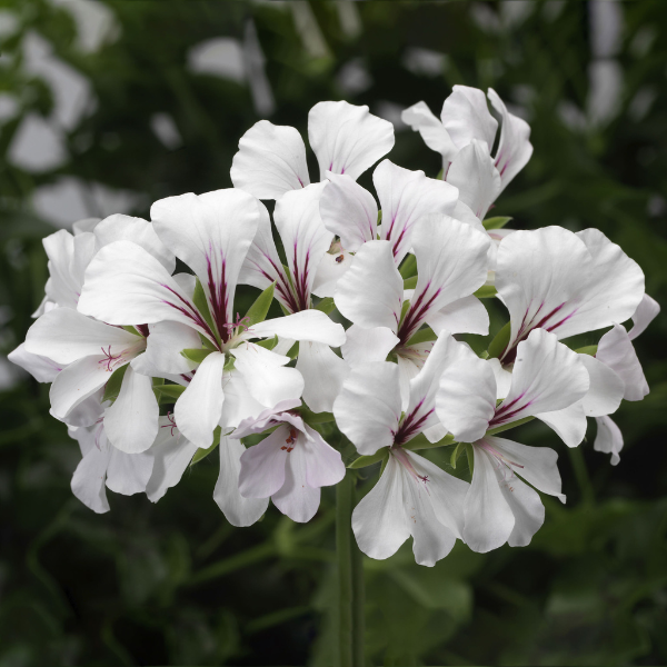 Geranium Ivy pelargonium peltatum 'Cascade White'