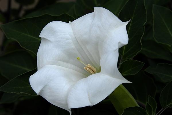 Moon Flower ipomoea alba 'White'