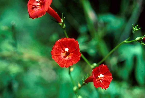 Morning Glory ipomoea nil 'Cardinal Climber'