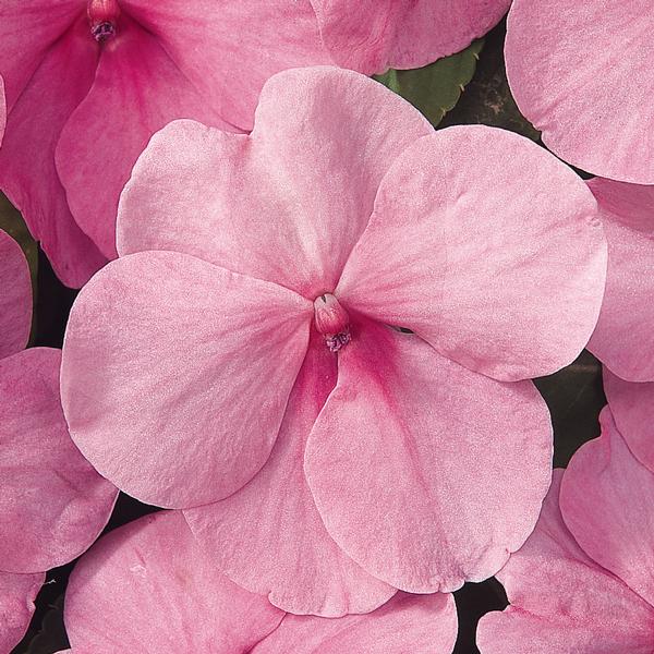 Impatiens walleriana