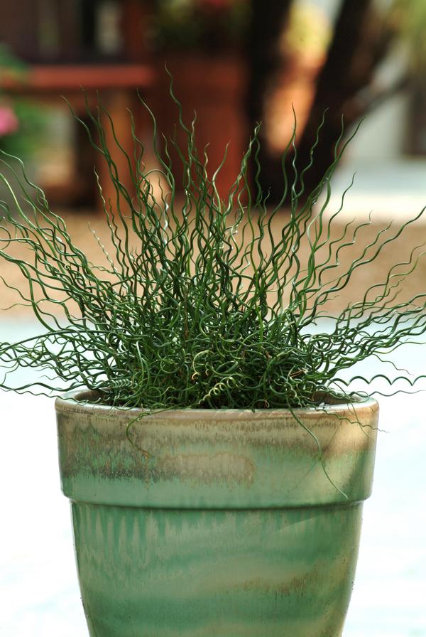 Ornamental Grass effusus spiralis 'Juncus-Twister'