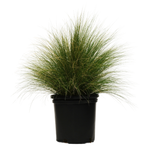 Ornamental Grass nassella tenuissima 'Stipa Pony Tails'