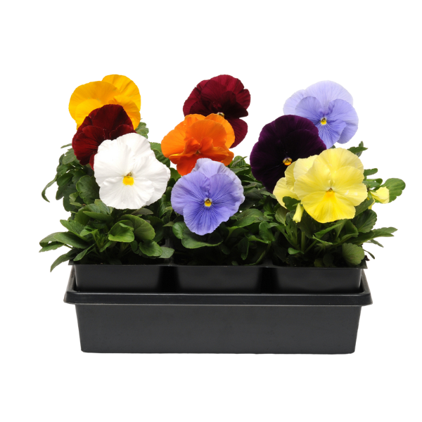 Pansy viola x wittrockiana 'Spring Matrix Clear Mix'