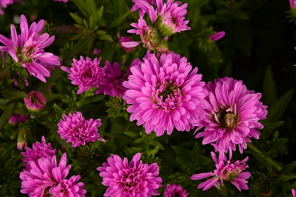 Aster Novi-Belgii 'Henry III Pink'