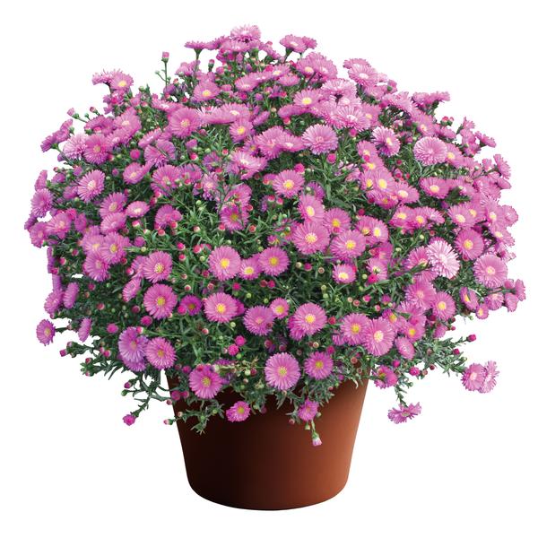Aster Novi-Belgii 'Magic Pink'